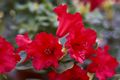 Rhododendron repens Baden Baden-1 Różanecznik